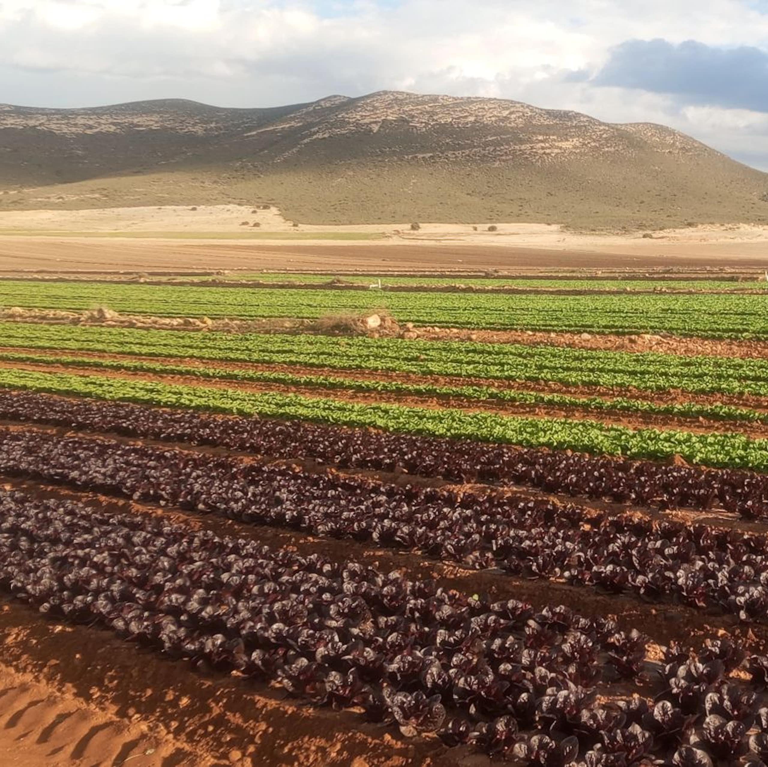 Tres cambios cruciales en el sistema alimentario para no devorar el planeta