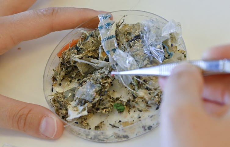 A person holds a petri dish with microplastics and uses tweezers to pick them apart.