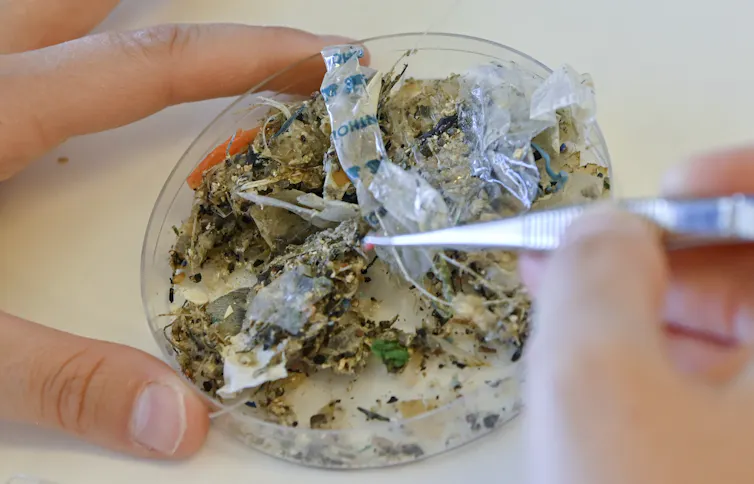 A person holds a petri dish with microplastics and uses tweezers to pick them apart.
