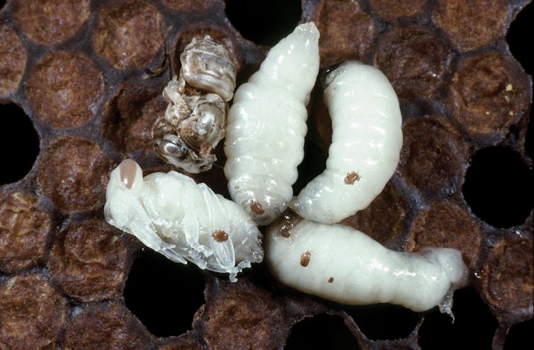 Small white insect larvae with brown parasites attached.