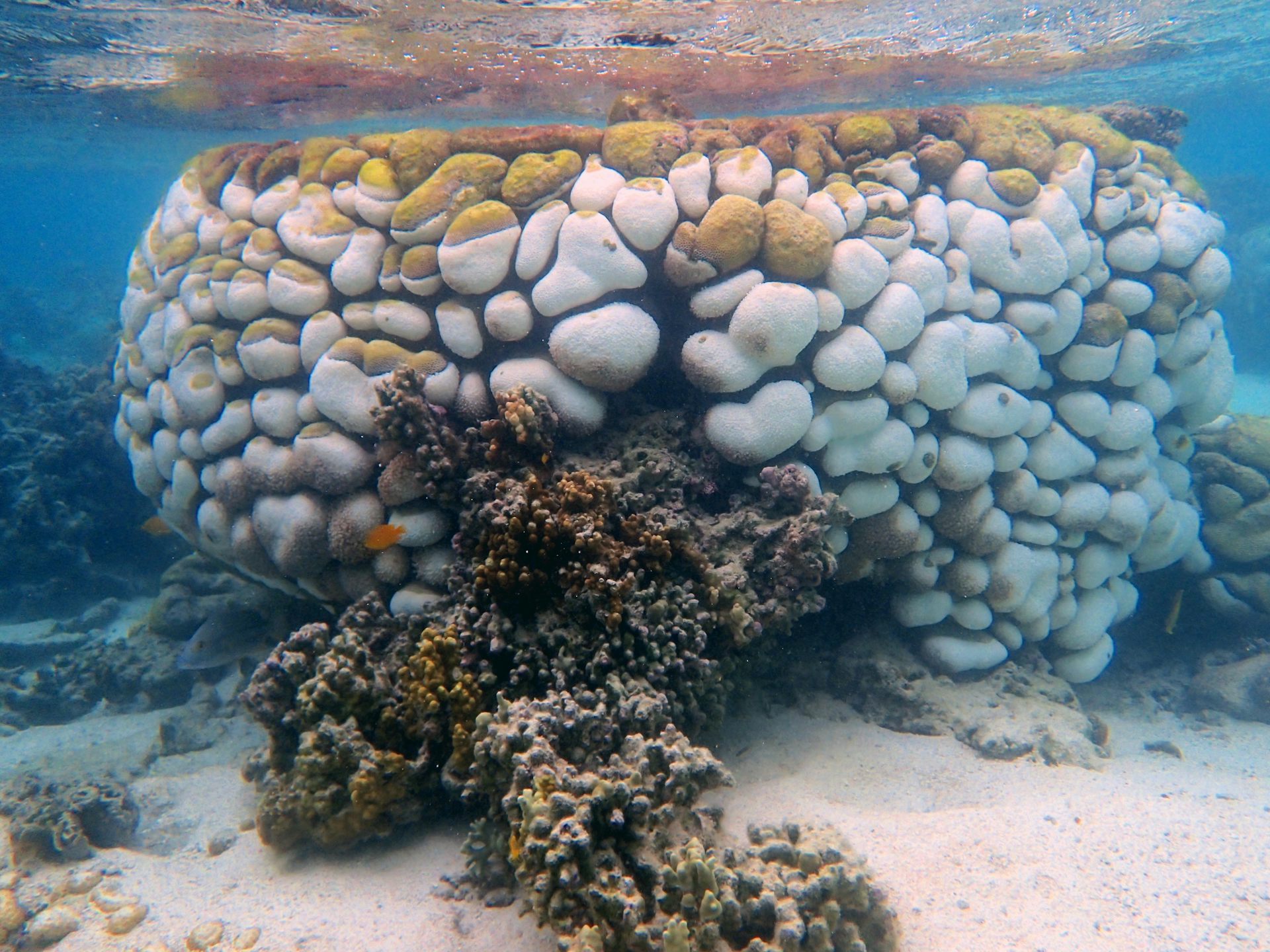 We watched these coral colonies succumb to black band disease. 6 months later, 75% were dead