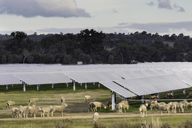 Sheep grazing next to solar panels on a farm