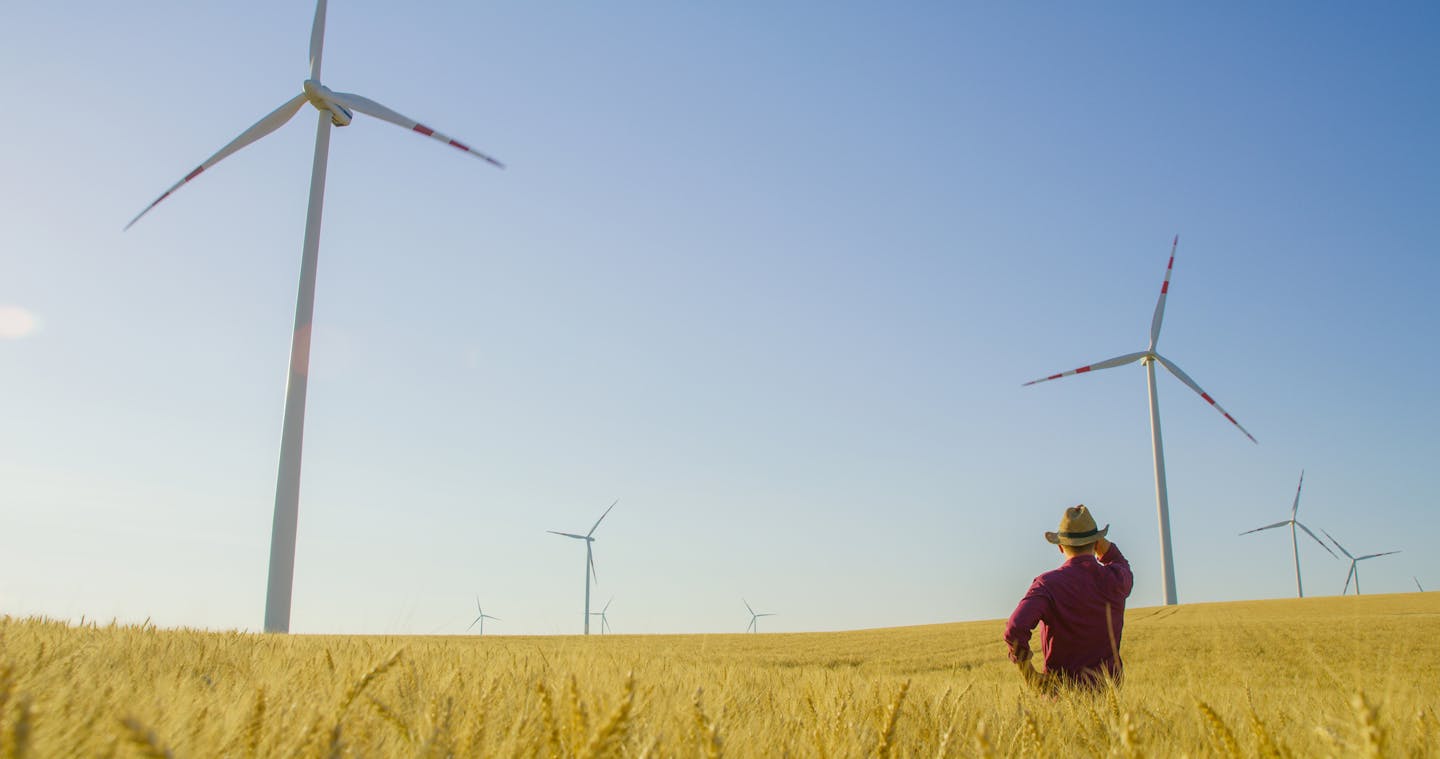 Farmer looking at wind turbines as he stands in a field of wheat.