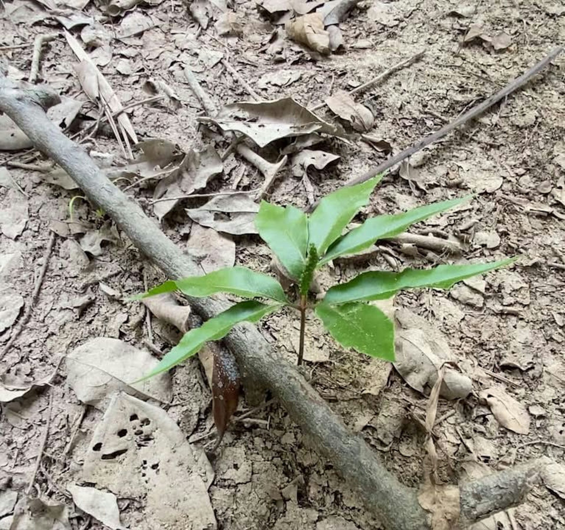 Daun teken parei muda,  penyedap alami suku Dayak Kalimantan Tengah.