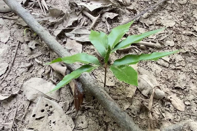 Daun teken parei muda, penyedap alami suku Dayak Kalimantan Tengah.