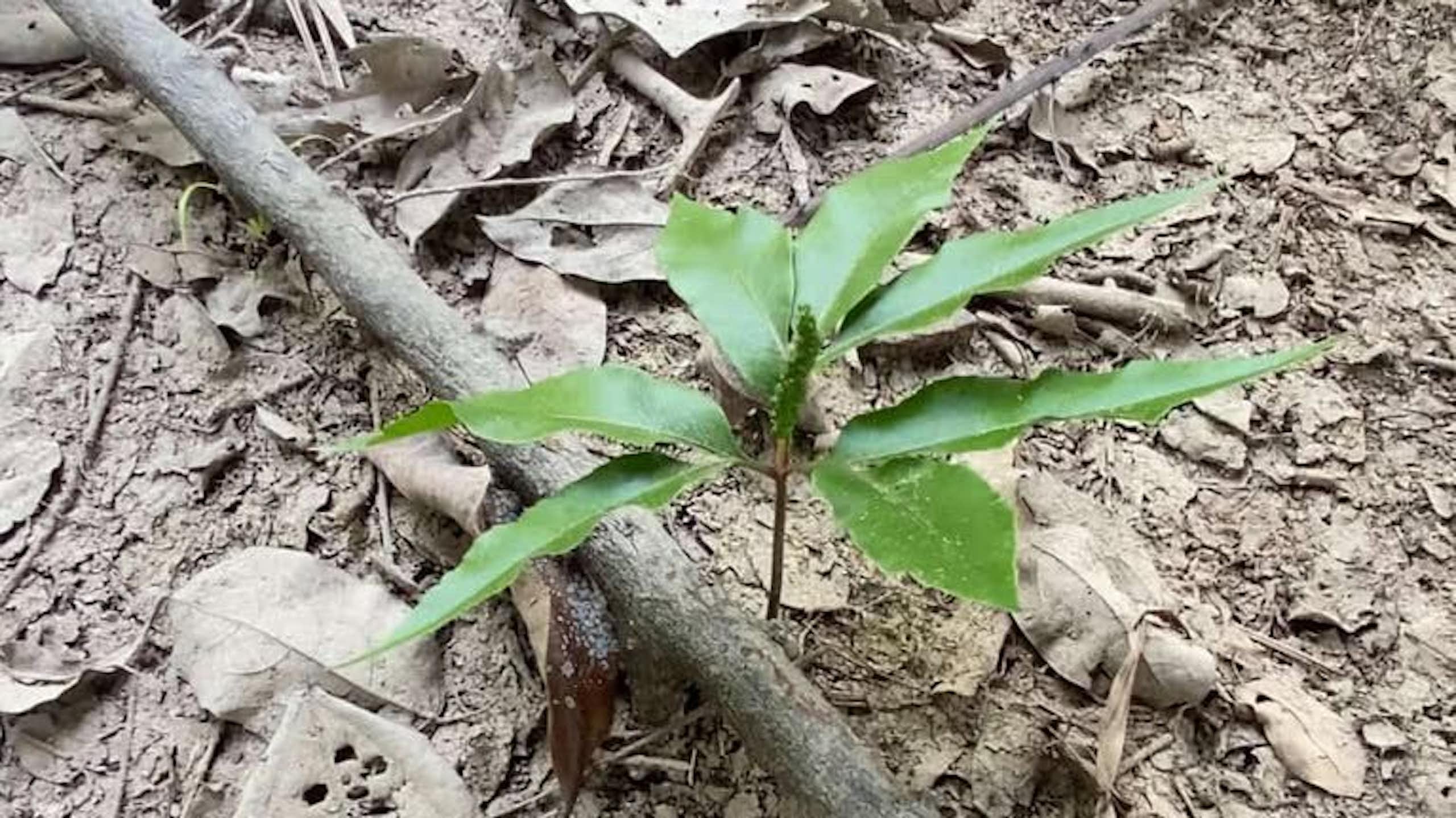 Daun teken parei muda,  penyedap alami suku Dayak Kalimantan Tengah.