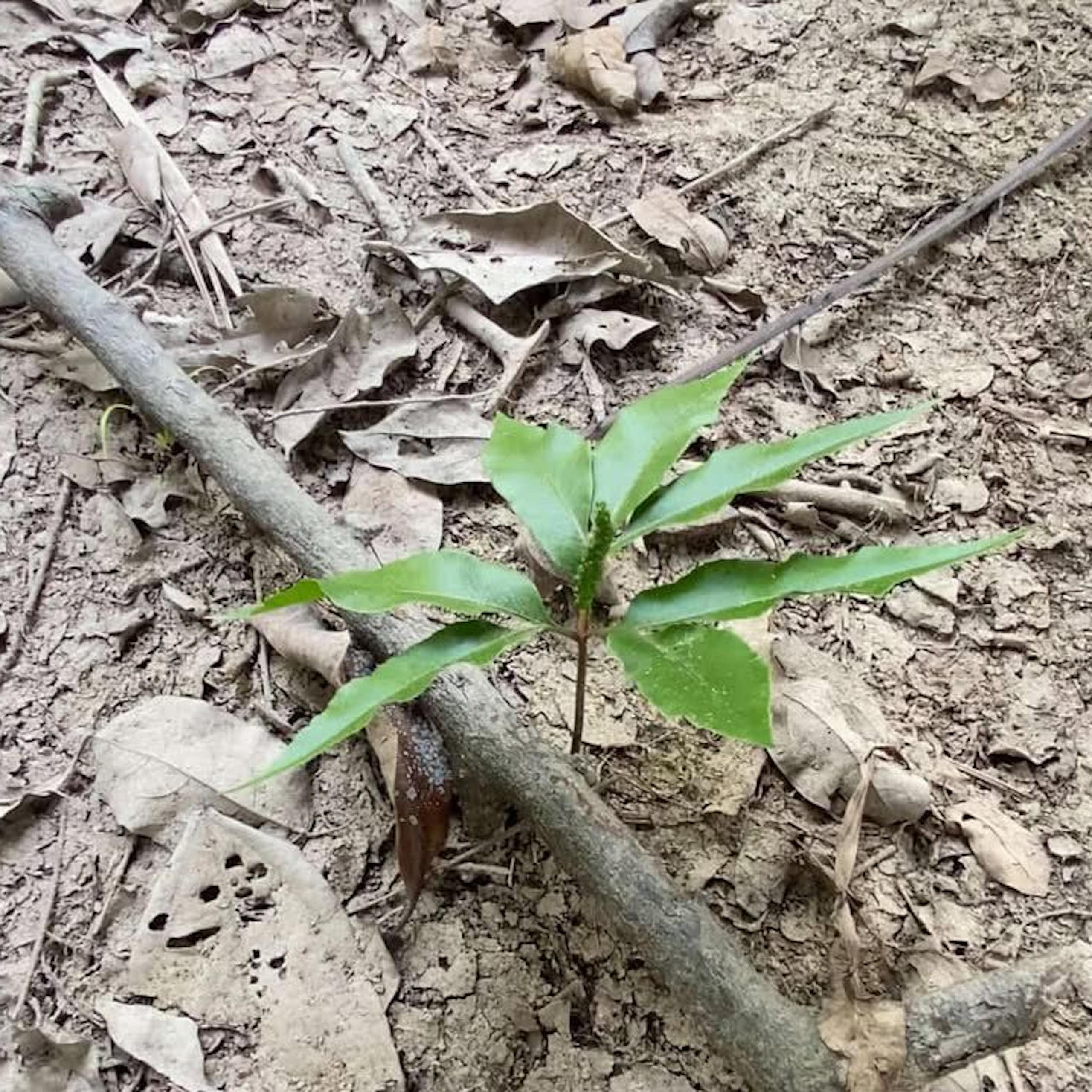 Daun teken parei muda,  penyedap alami suku Dayak Kalimantan Tengah.
