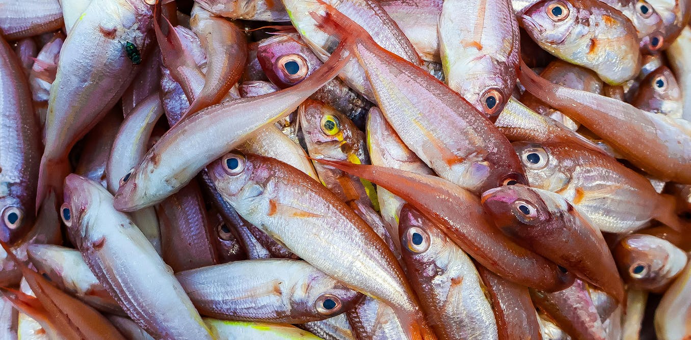 Vacunas para peces: ¿riesgo en el plato o salvavidas del mar?