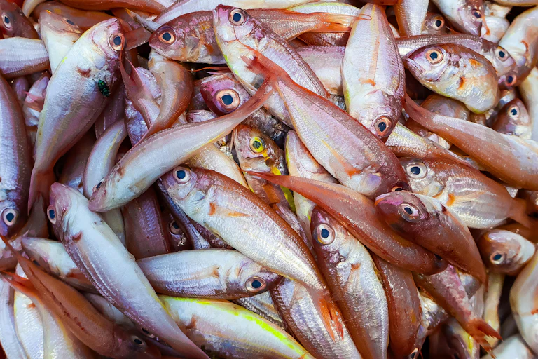 Pescado amontonado.