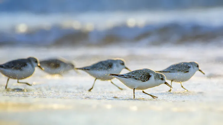 flocks promise safety