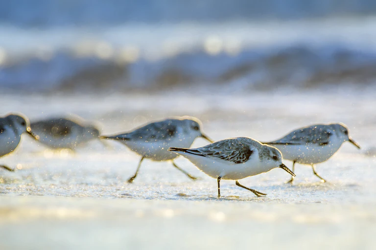 A group of tiny birds with tiny, fast-moving legs that seem to barely touch the ground as they run trot along a beach.
