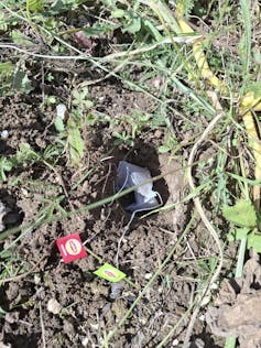 Pantihose with tea baggage, some signs for measuring soil well being 2 file 20250910 64 w7w078.jpg?ixlib=rb 4.1