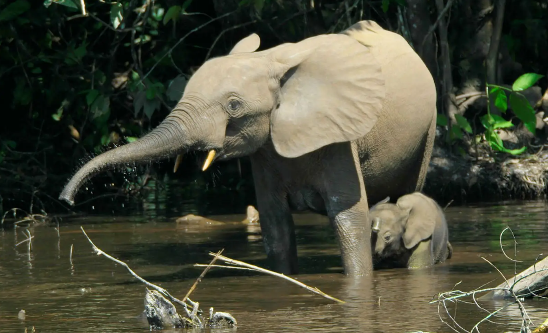 A parent and baby elephant in a swamp inside a forest drinking water