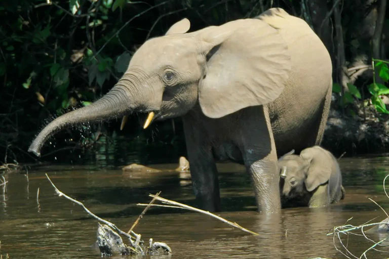 A parent and baby elephant in a swamp inside a forest drinking water