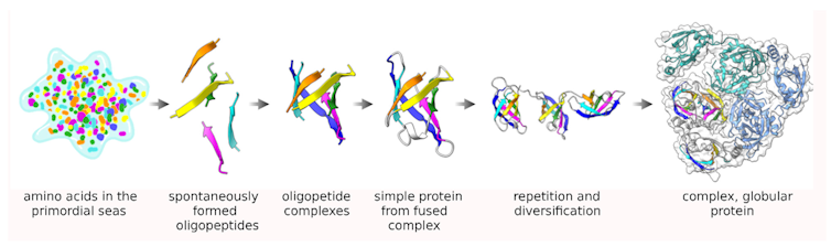 Diagram showing the evolution of amino acids to oligopeptides to complex proteins