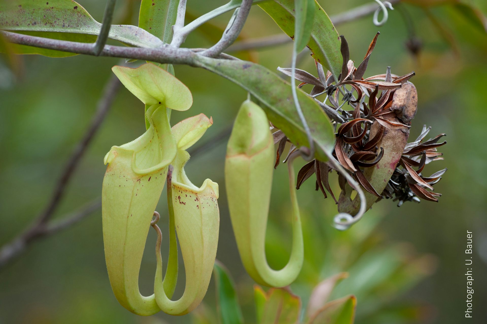 How working parttime makes pitcher plants more effective ant killers