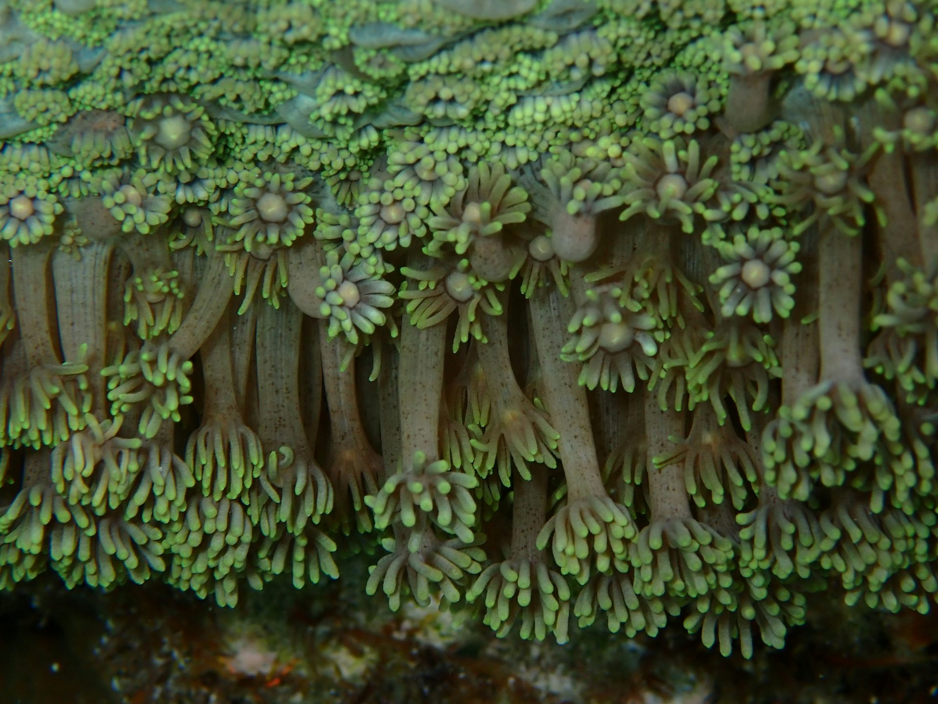 We watched these coral colonies succumb to black band disease. 6 months later, 75% were dead
