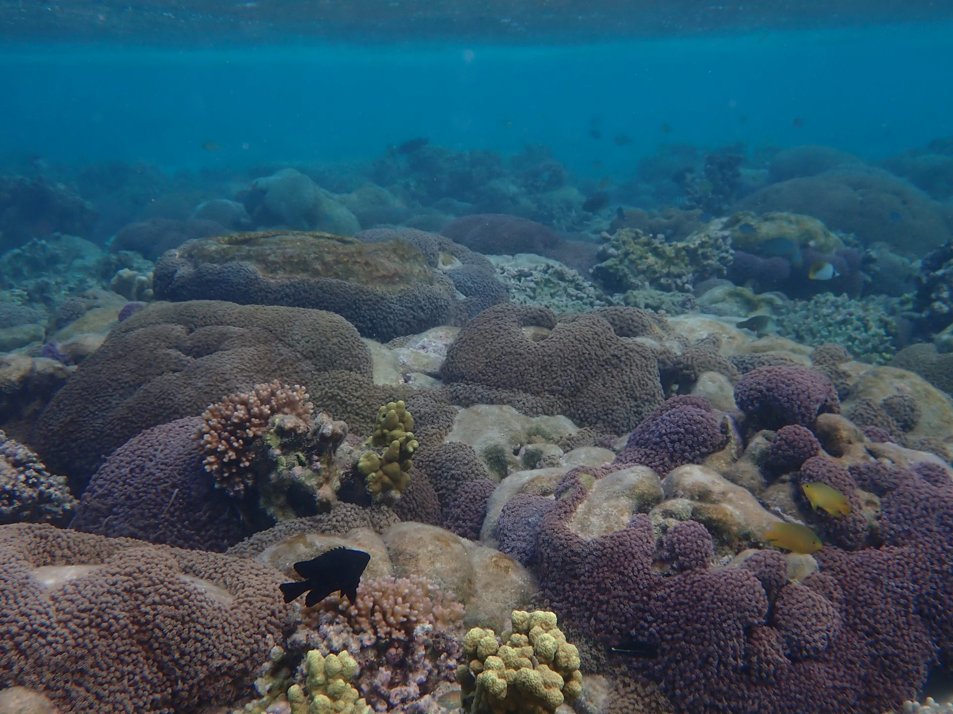 We watched these coral colonies succumb to black band disease. 6 months later, 75% were dead