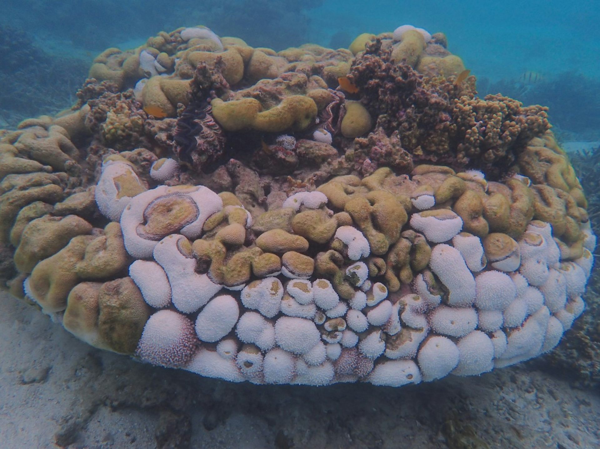 We watched these coral colonies succumb to black band disease. 6 months later, 75% were dead
