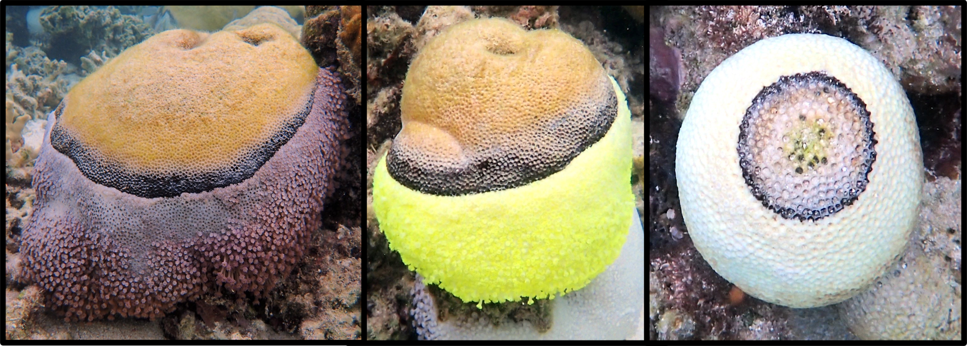 We watched these coral colonies succumb to black band disease. 6 months later, 75% were dead
