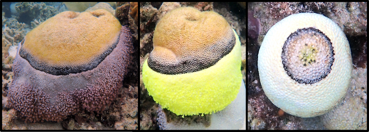 We watched these coral colonies succumb to black band disease. 6 months later, 75% were dead