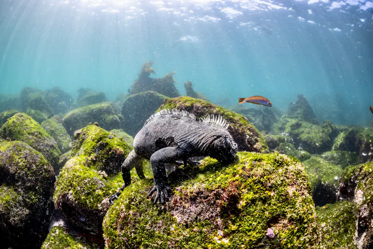 Iguana underwater eating algae off a rock.
