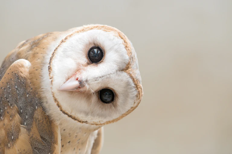 Barn owl tilting its head sideways.