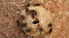 What dangers "Asian" hornet on yellow legs leads human well being and bees? How to offer protection to your self? 1 The nest of the yellow frag