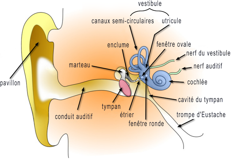 schéma de l’oreille et de l’oreille interne
