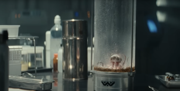 T Ocellus captured in the lab.