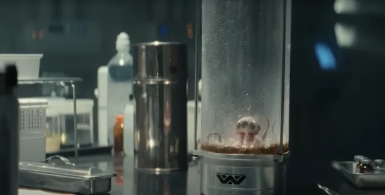 T Ocellus captured in the lab.