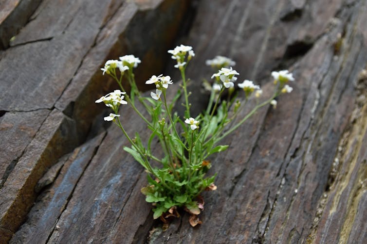 Small white flowers sprouting out of a rock.
