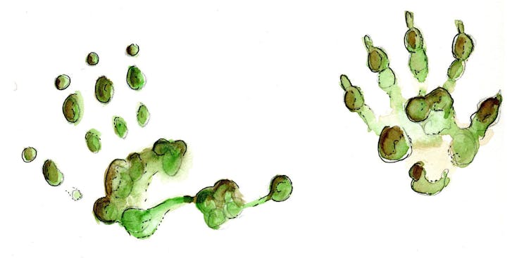 Illustrations of two tracks. The opposable thumb is evident with the oppossum track.