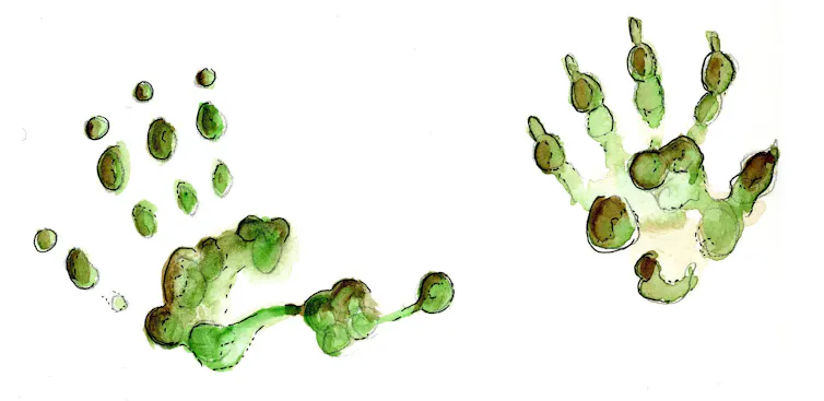 Illustrations of two tracks. The opposable thumb is evident with the oppossum track.