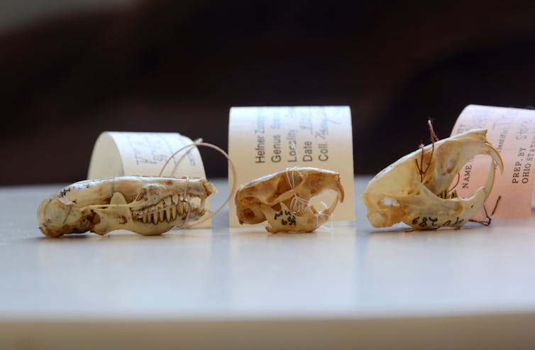 Tres calaveras pequeñas