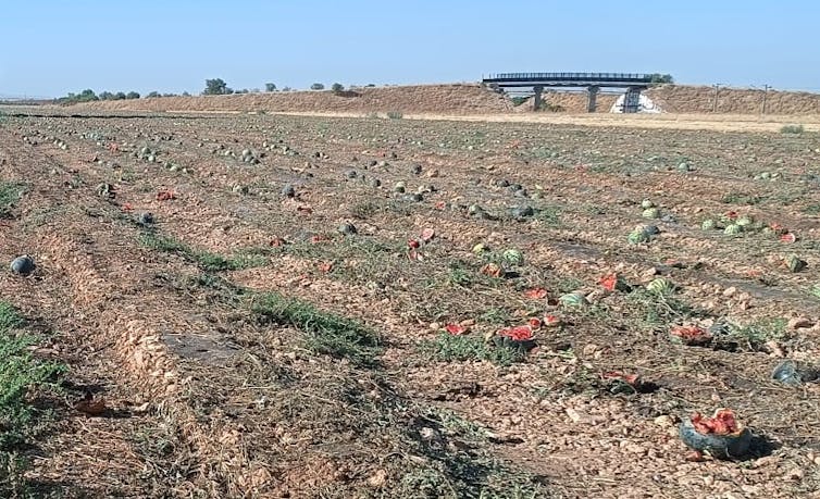 Sandías abiertas sobre un terreno agrícola seco