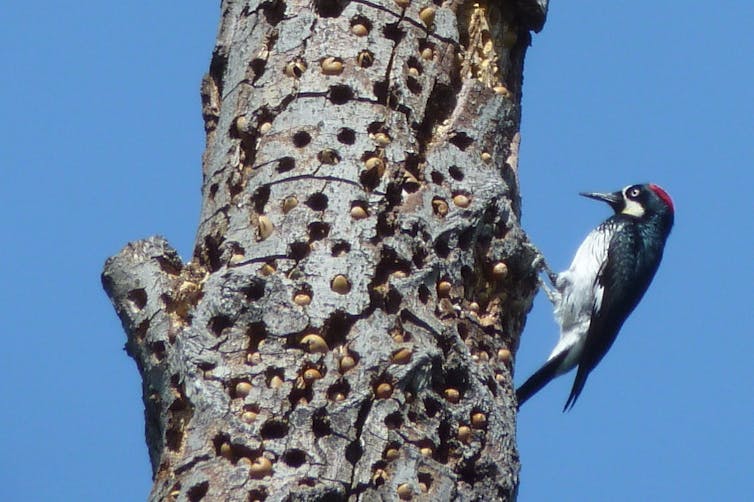 A woodpecker with a read head on the side of a tree with dozens of holes that have acorns stuffed into them.
