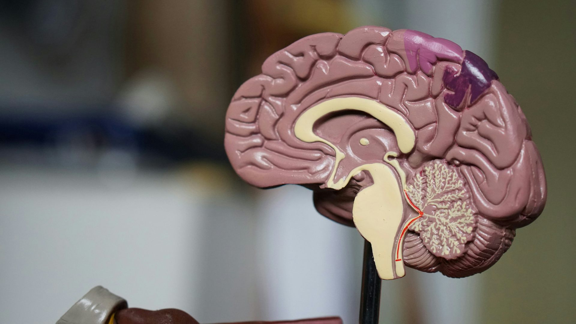 Vue du cerveau humain en plan médian
