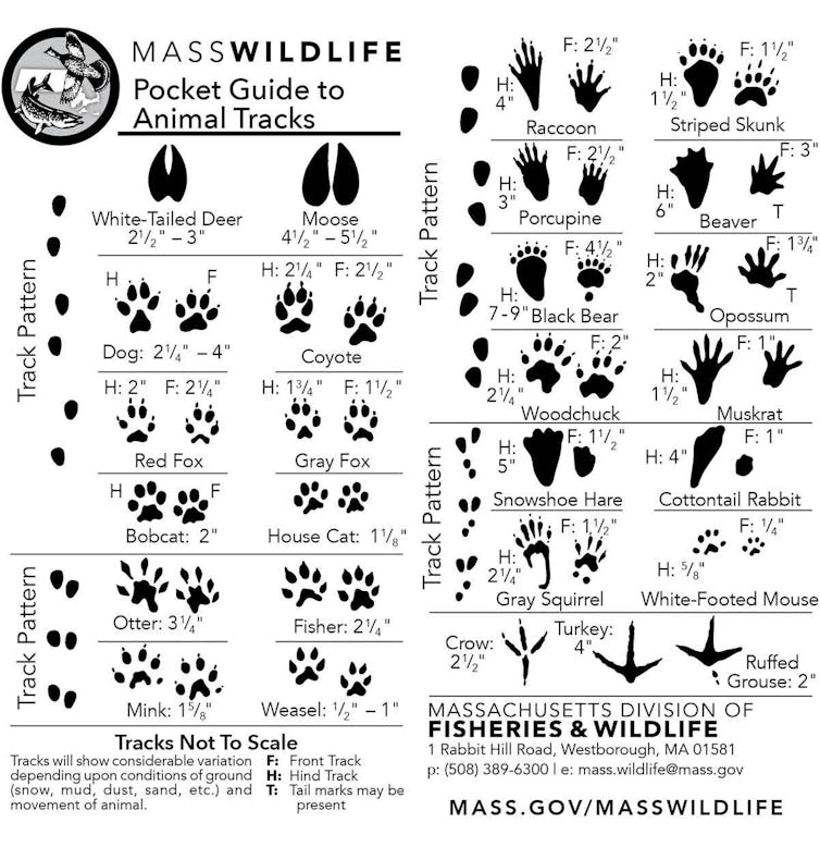 Illustrations of animal tracks by typical size, pairs and track pattern.