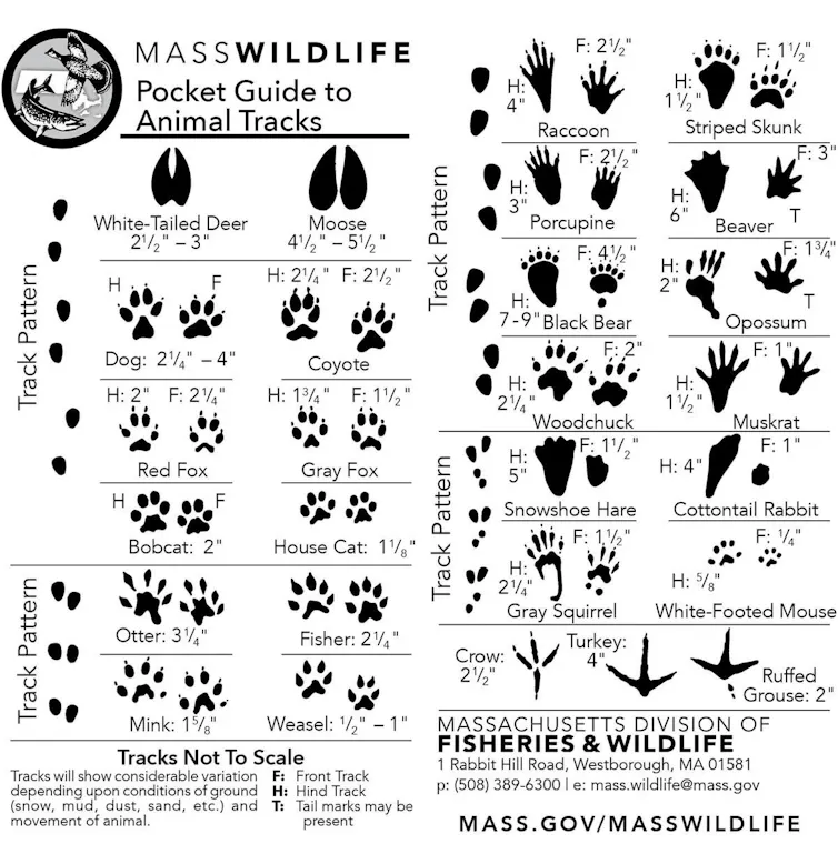 Illustrations of animal tracks by typical size, pairs and track pattern.