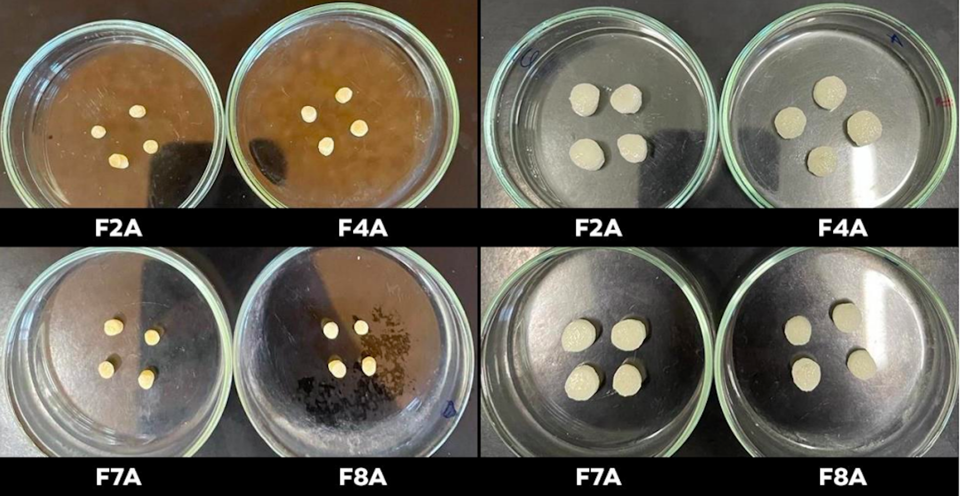 Água sólida: hidrogéis biodegradáveis podem ajudar a agricultura e o reflorestamento a resistirem à seca