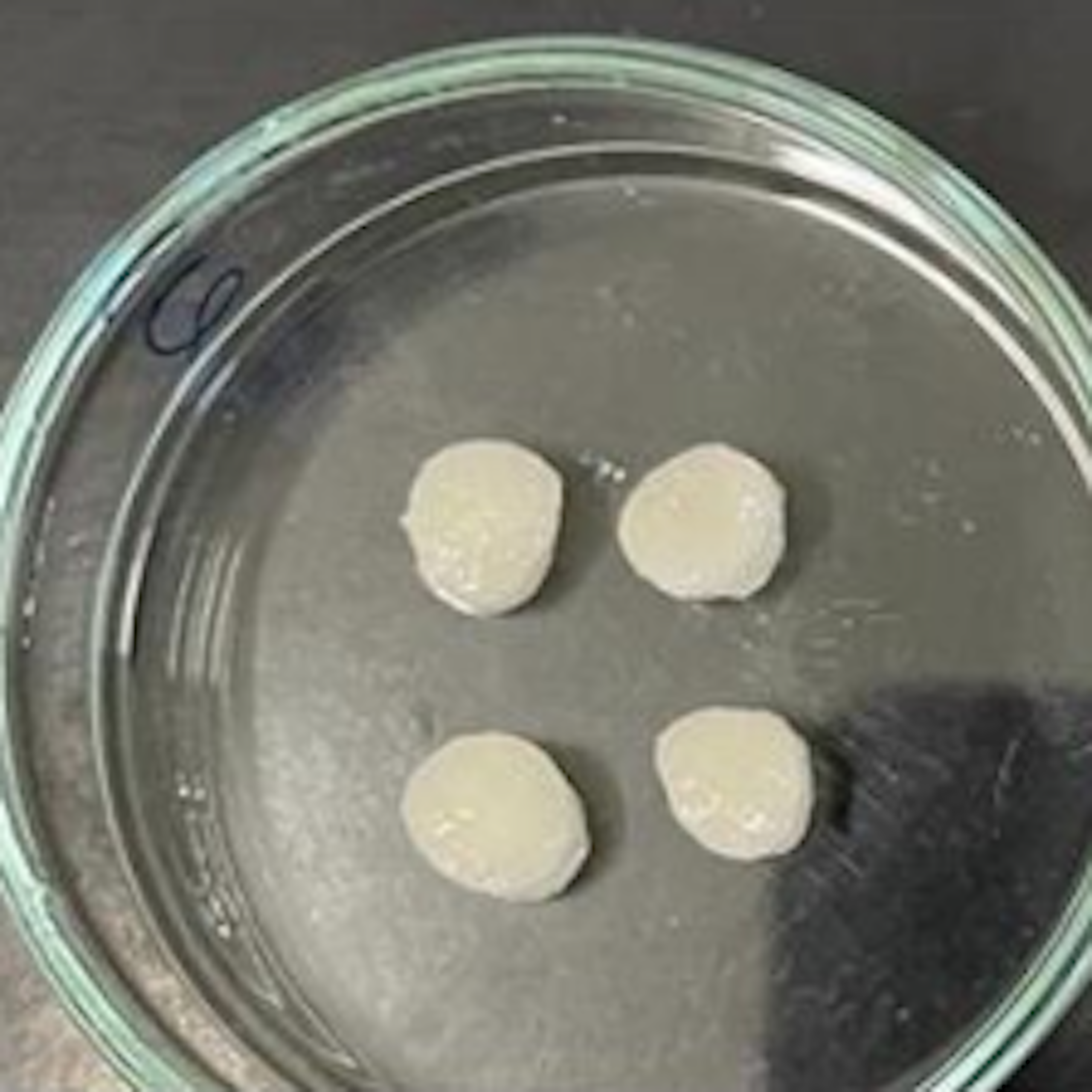 Água sólida: hidrogéis biodegradáveis podem ajudar a agricultura e o reflorestamento a resistirem à seca