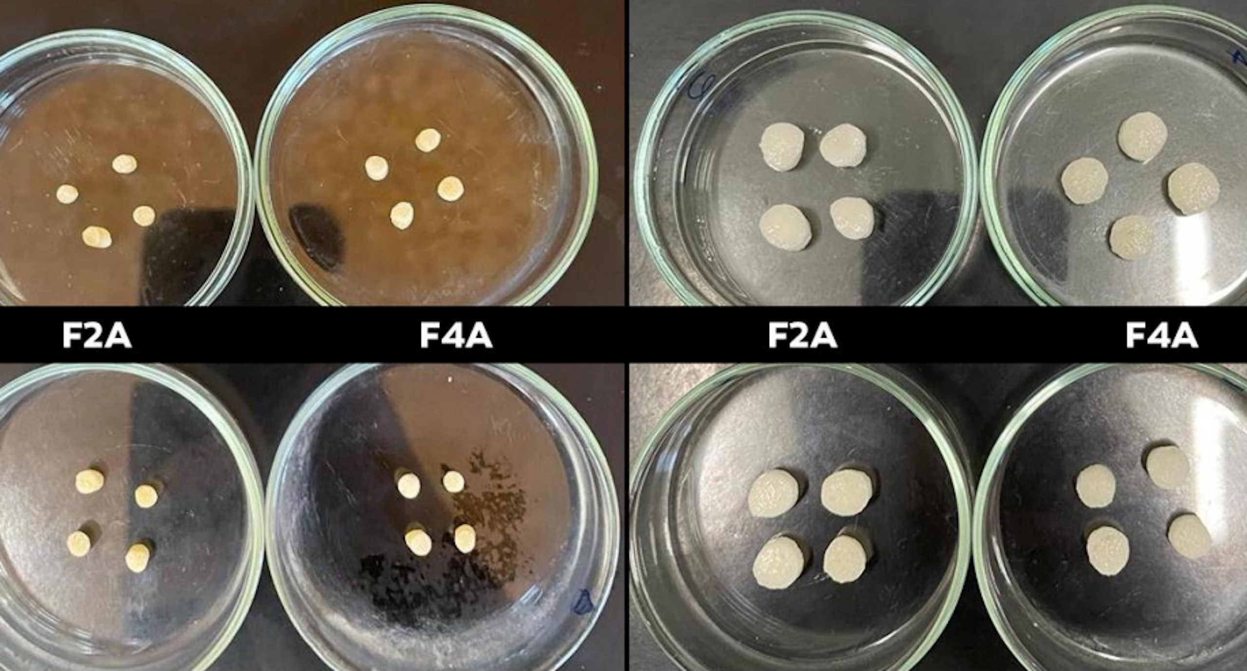 Água sólida: hidrogéis biodegradáveis podem ajudar a agricultura e o reflorestamento a resistirem à seca