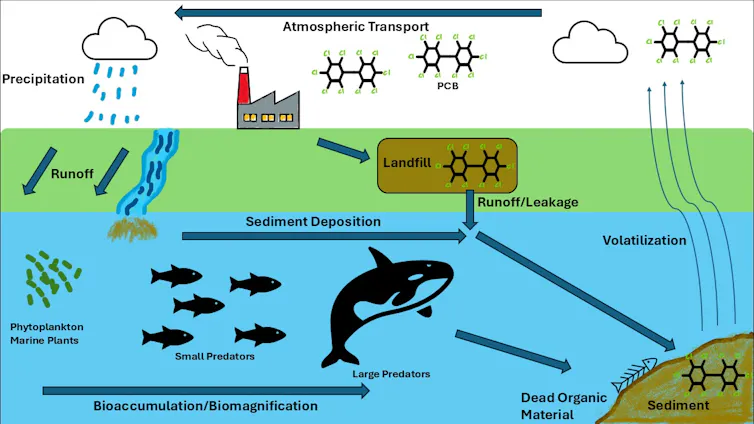 An image showing how polychlorinated biphenyls in the environment are able to cycle through land, water, and air around the world.