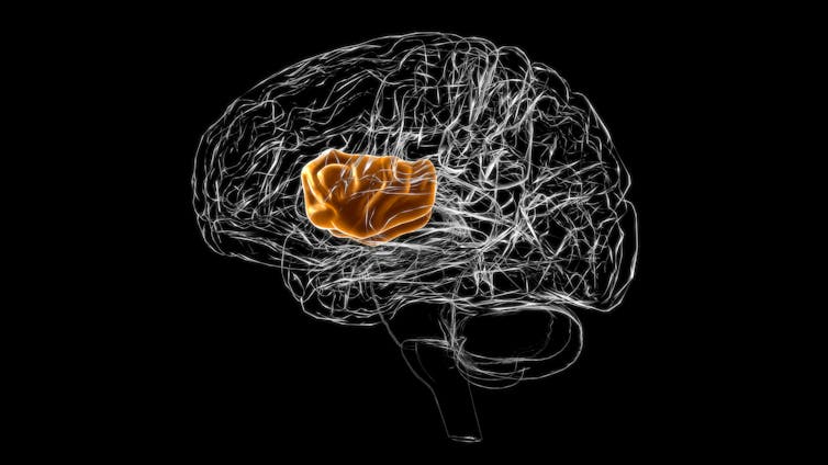 A digital rendering of the human brain, with the insula region highlighted in orange.