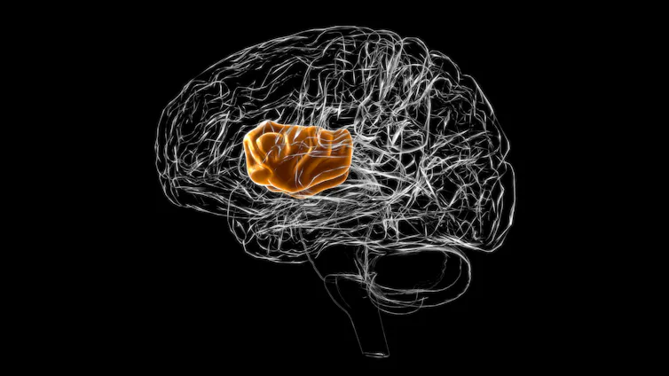 A digital rendering of the human brain, with the insula region highlighted in orange.