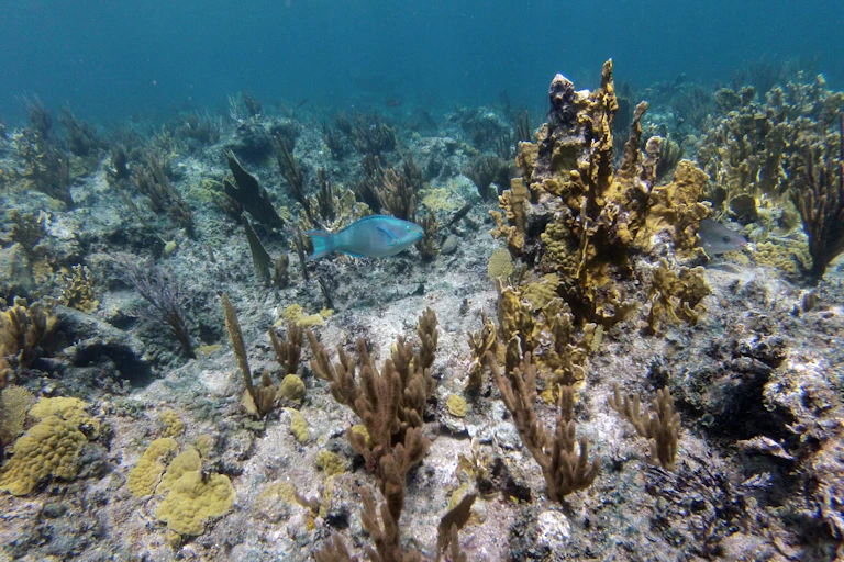 coral reef with low coral cover