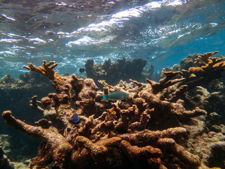 coral reef, surface of waves in blue sea
