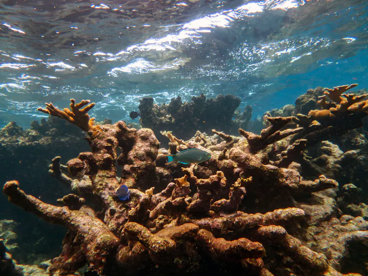 coral reef, surface of waves in blue sea