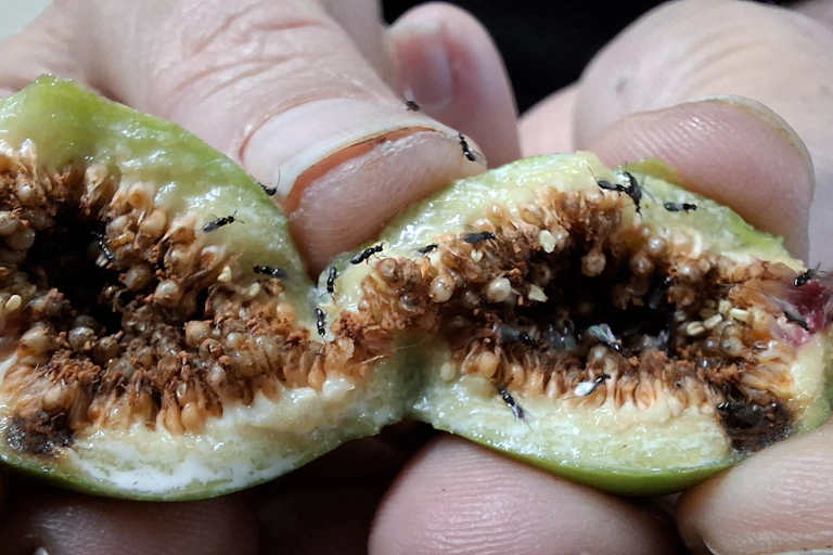 Hand holding an open fig with insects inside it